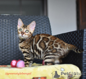Photo №1. bengal cat - for sale in the city of Minsk | 280$ | Announcement № 23316