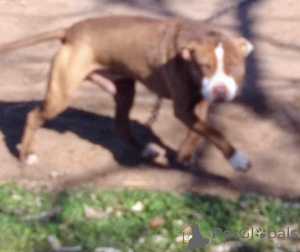 Additional photos: American Pit Bull Terrier puppies