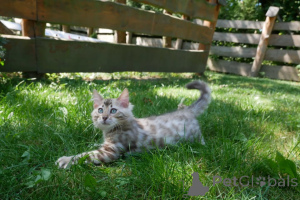 Photo №3. Playful Bengal Cats Intelligent, Active & Affectionate. Germany