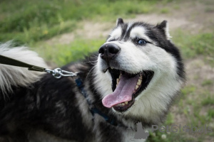 Photo №4. I will sell siberian husky in the city of Moscow river. private announcement - price - Is free