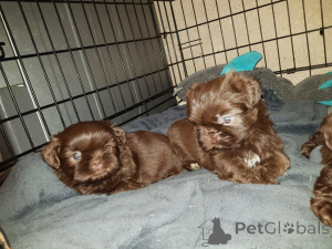 Photo №3. Shih Tzu Puppies.. Sweden