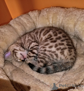 Photo №3. Bengal kittens for Adoption now. Germany