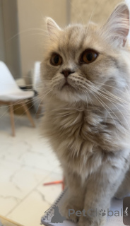 Photo №1. persian cat - for sale in the city of Tbilisi | 150$ | Announcement № 146201