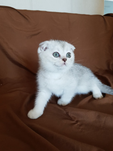 Additional photos: Scottish Fold kittens