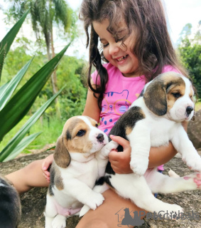 Photo №1. beagle - for sale in the city of Vilnius | negotiated | Announcement № 162917
