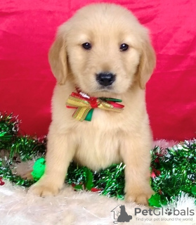 Photo №2 to announcement № 94595 for the sale of golden retriever - buy in United Kingdom private announcement