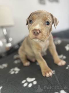 Photo №1. american bulldog - for sale in the city of Helsinger | negotiated | Announcement № 169956