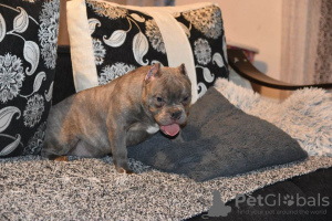 Photo №1. american bully - for sale in the city of Москва | 2113$ | Announcement № 36931