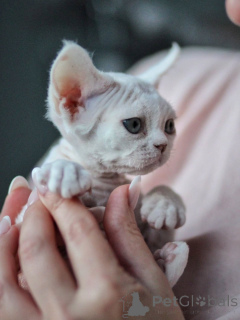 Photo №3. Sociable Devon Rex Kittens Ideal for Loving and Active Families. Germany
