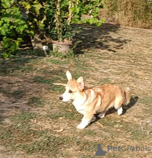 Photo №3. Male Welsh Corgi puppy. Serbia