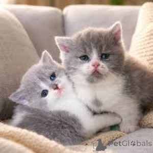 Photo №3. Exotic British Shorthair Kittens. United Kingdom