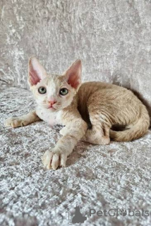 Photo №2 to announcement № 173242 for the sale of cornish rex - buy in Monaco private announcement, breeder