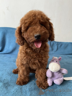 Photo №1. poodle (toy) - for sale in the city of Kiev | 1506$ | Announcement № 147155