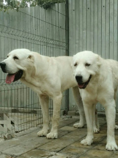 Photo №1. central asian shepherd dog - for sale in the city of Krasnodar | 335$ | Announcement № 4254