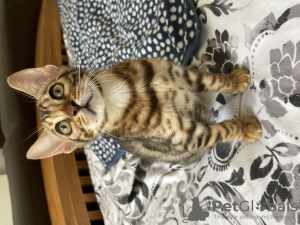 Photo №1. bengal cat - for sale in the city of Sydney | 700$ | Announcement № 51134