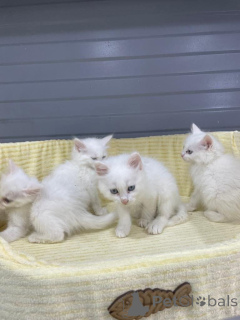 Photo №1. ragdoll - for sale in the city of Helsinki | Is free | Announcement № 165323