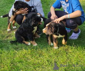 Photo №1. bernese mountain dog - for sale in the city of Gothenburg | 360$ | Announcement № 13383