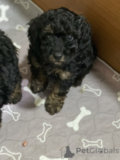 Photo №4. I will sell poodle (toy) in the city of Belgrade.  - price - negotiated