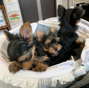 Photo №4. I will sell yorkshire terrier in the city of Saint Pölten. breeder - price - 423$