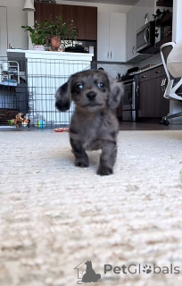 Photo №1. dachshund - for sale in the city of Berlin | negotiated | Announcement № 152355