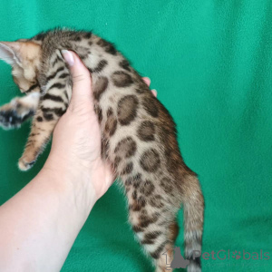 Photo №2 to announcement № 135920 for the sale of bengal cat - buy in United States 