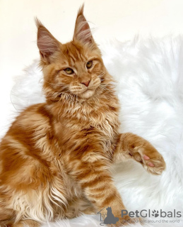 Additional photos: Maine coon