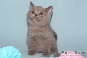 Photo №1. british shorthair - for sale in the city of Berlin | 264$ | Announcement № 95235