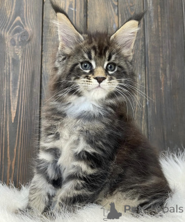 Photo №2 to announcement № 163460 for the sale of maine coon - buy in Germany breeder