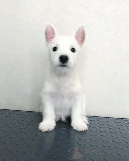 Photo №2 to announcement № 40061 for the sale of west highland white terrier - buy in Belarus 