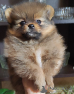 Photo №2 to announcement № 78050 for the sale of pomeranian - buy in Russian Federation private announcement