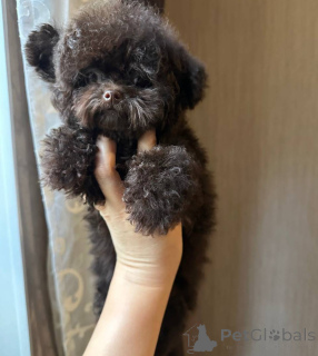 Photo №2 to announcement № 152638 for the sale of poodle (toy) - buy in United States breeder