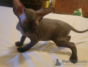 Photo №3. Beautiful sphynx kittens, 10 weeks old. United States