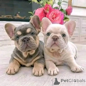 Photo №1. french bulldog - for sale in the city of Brondby | negotiated | Announcement № 164989