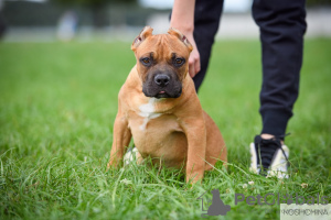 Photo №1. american bully - for sale in the city of Москва | 1080$ | Announcement № 11919