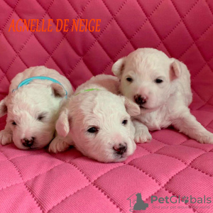 Photo №1. bichon frise - for sale in the city of Ufa | negotiated | Announcement № 9449