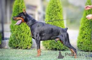 Photo №1. dobermann - for sale in the city of Obrenovac | negotiated | Announcement № 150365
