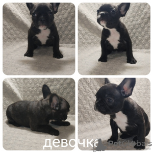Photo №2 to announcement № 67744 for the sale of french bulldog - buy in Belarus private announcement