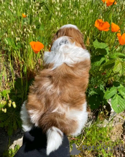 Photo №1. shih tzu - for sale in the city of Chicago | 500$ | Announcement № 138089