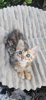 Photo №1. bengal cat - for sale in the city of Borlänge | 706$ | Announcement № 153245