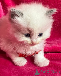 Photo №1. turkish angora - for sale in the city of Innsbruck | 160$ | Announcement № 143481
