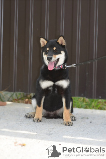 Additional photos: Shiba Inu puppies