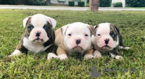 Photo №1. american bulldog - for sale in the city of Wuppertal | 581$ | Announcement № 127487