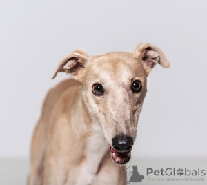 Additional photos: Melissa the greyhound is looking for a home!
