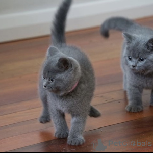 Photo №4. I will sell british shorthair in the city of Munich. private announcement, breeder - price - 269$