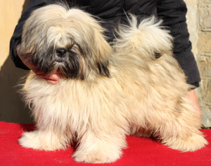 Photo №4. I will sell lhasa apso in the city of Киев. breeder - price - 666$