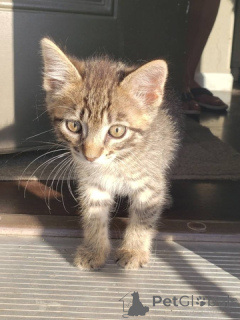 Photo №1. scottish fold - for sale in the city of Georgia | Is free | Announcement № 148696