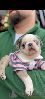Photo №2 to announcement № 148208 for the sale of pug - buy in Serbia breeder