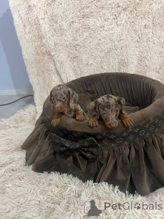 Photo №3. Miniature dachshund. Serbia