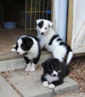 Photo №1. border collie - for sale in the city of Warsaw | negotiated | Announcement № 174960