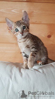 Photo №4. I will sell savannah cat in the city of Rothenburg ob der Tauber. private announcement, from nursery - price - 423$